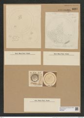 Coscinodiscus antiguus Grun. (de-Toni-Nr.: Genus 202, Species 4879) Zeichnungen Sammlung Grunow Nr. 8627 (NHMW-BOT-W0378021)